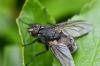 Bellardia sp.